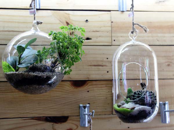Tại thị trường Việt Nam, c&acirc;y kh&ocirc;ng kh&iacute; c&oacute; 12 loại, gi&aacute; b&aacute;n b&igrave;nh qu&acirc;n từ 30.000-800.000 đồng/c&acirc;y. Ngo&agrave;i việc trang tr&iacute; trong nh&agrave;, c&acirc;y c&ograve;n c&oacute; chức năng lọc kh&ocirc;ng kh&iacute; tăng oxi v&agrave;o ban đ&ecirc;m.
