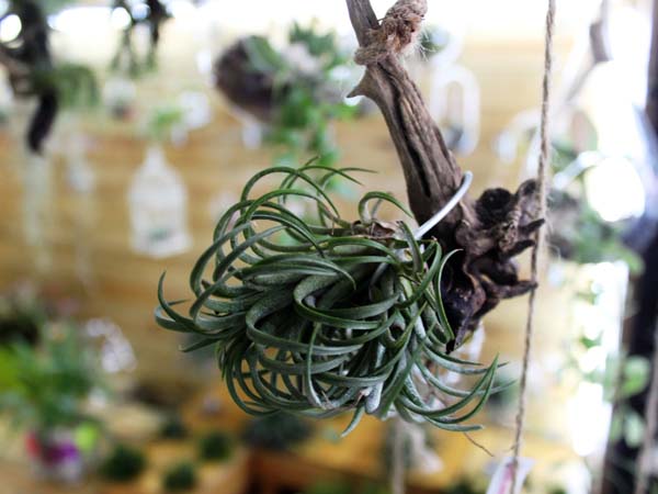 Chị Nguyễn Huỳnh Hạnh Uy&ecirc;n (Chủ cửa h&agrave;ng c&acirc;y cảnh tr&ecirc;n đường Trần Quang Khải, quận 1) cho biết: &ldquo;Đa phần người đến mua để chưng ở cơ quan, nơi l&agrave;m việc v&agrave; đặc biệt l&agrave;m qu&agrave; lưu niệm. Lượng kh&aacute;ch đến hỏi mua ng&agrave;y c&agrave;ng nhiều&rdquo;.