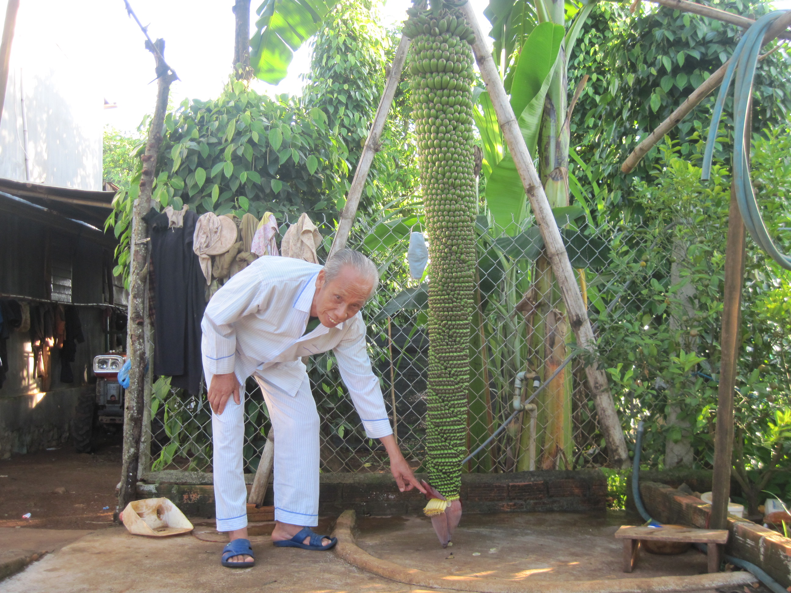 Buồng chuối có... 150 nải!