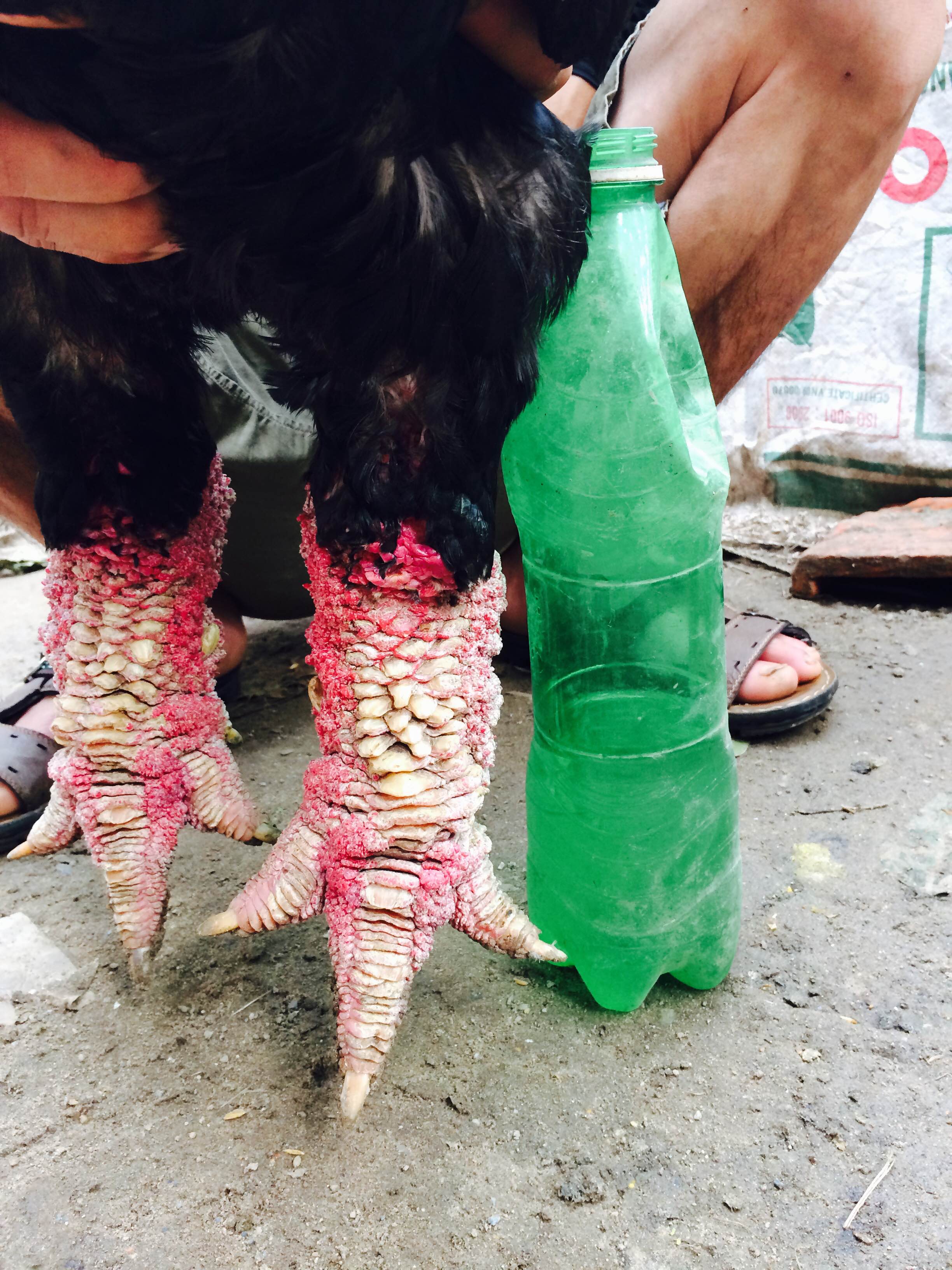 Con g&agrave; trống nặng 6,3 kg n&agrave;y c&oacute; ch&acirc;n to như chai bia được trại g&agrave; &ocirc;ng Ph&uacute;c b&aacute;n cho một đại gia ở B&igrave;nh Dương hồi th&aacute;ng 9-2014 với gi&aacute; 35 triệu đồng.