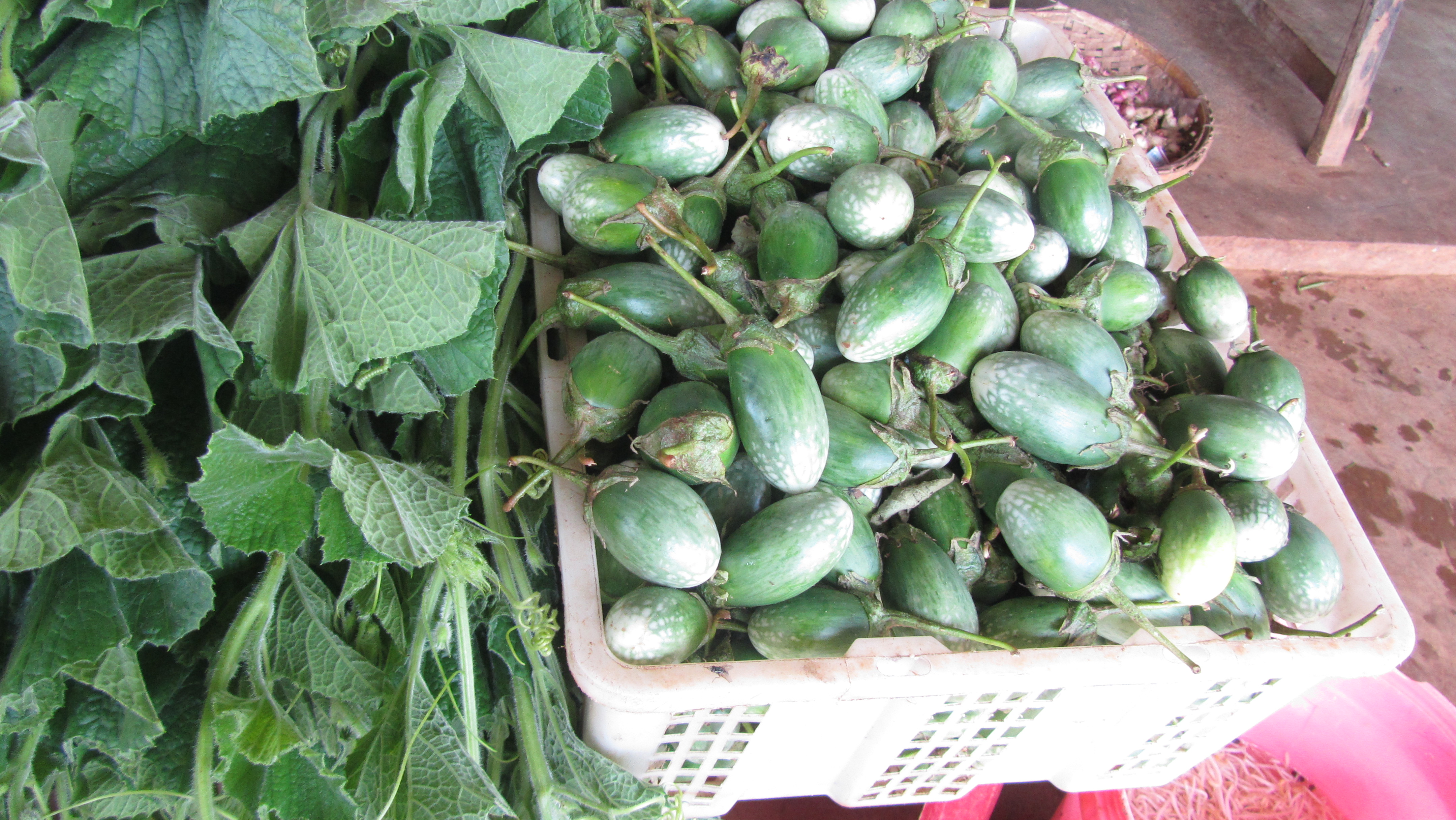 C&agrave; d&acirc;n tộc