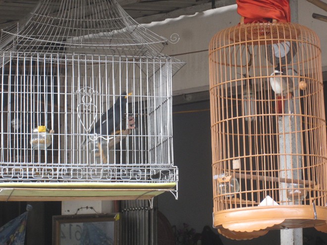 Chim yểng, s&aacute;o c&oacute; gi&aacute; nhất, từ 3 triệu đến 5 triệu/con. Vẹt, ch&agrave;o m&agrave;o gi&aacute; thấp hơn ch&uacute;t n&ecirc;n d&acirc;n chơi thường k&eacute;n hơn, gi&aacute; từ 2 đến tr&ecirc;n 3 triệu/ con. Ảnh: Quốc Huy.
