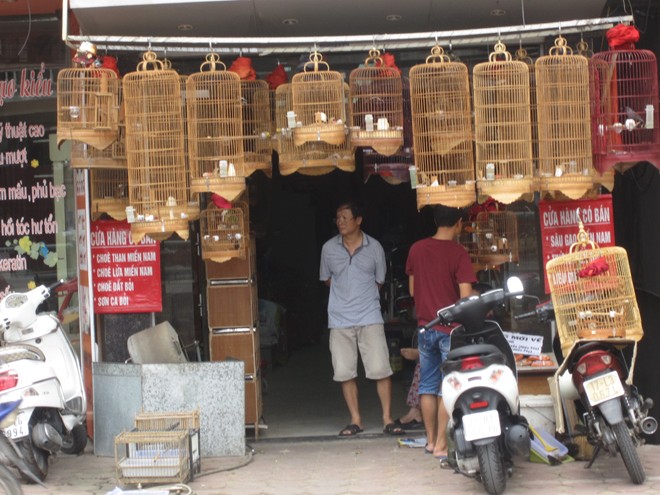 Bán chim 'tiên tri' mùa World Cup, thu bạc triệu