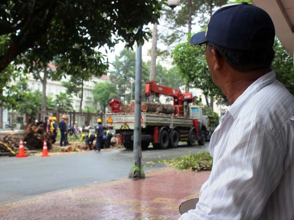 Một người đ&agrave;n &ocirc;ng trung ni&ecirc;n lặng lẽ đứng nh&igrave;n c&aacute;c c&ocirc;ng nh&acirc;n đốn hạ c&acirc;y