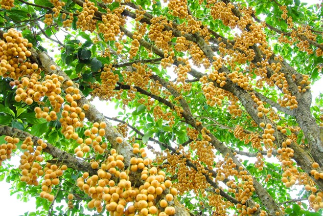 D&acirc;u năm nay được xem l&agrave; tr&uacute;ng m&ugrave;a nhưng gi&aacute; lại rớt thảm hại. Trong đ&oacute;, giống d&acirc;u b&ograve;n bon hầu như thương l&aacute;i kh&ocirc;ng thu mua.