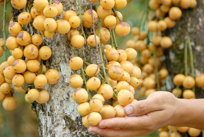 Giá 1.500 đồng/kg, dân miền Tây bỏ dâu chín rụng đầy vườn