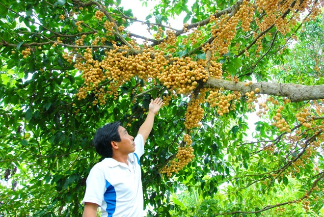 Anh Nguyễn Ho&agrave;ng Thanh, ở ấp Nhơn Thọ 2A, x&atilde; Nhơn &Aacute;i, huyện Phong Điền &ndash; TP. Cần Thơ, trồng 3,5 c&ocirc;ng d&acirc;u b&ograve;n bon, buồn rầu n&oacute;i: &ldquo;Chưa c&oacute; năm n&agrave;o gi&aacute; rớt thảm như thế n&agrave;y. Vườn d&acirc;u của t&ocirc;i ch&iacute;n v&agrave;ng rực m&agrave; gọi thương l&aacute;i kh&ocirc;ng th&egrave;m ng&oacute;. Nhưng với gi&aacute; b&aacute;n hiện tại, nếu c&oacute; thu hoạch th&igrave; cũng lỗ từ 25 đến 30 triệu đồng n&ecirc;n t&ocirc;i quyết định kh&ocirc;ng h&aacute;i để giảm lỗ&rdquo;.