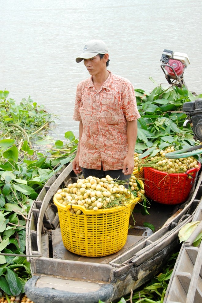 Anh Thanh l&yacute; giải, gi&aacute; b&aacute;n d&acirc;u 1.500 đồng, trong khi thu&ecirc; người h&aacute;i phải trả 200.000 đồng/ng&agrave;y, tương đương 140 kg d&acirc;u, chưa kể chi ph&iacute; vận chuyển từ vườn ra vựa.
