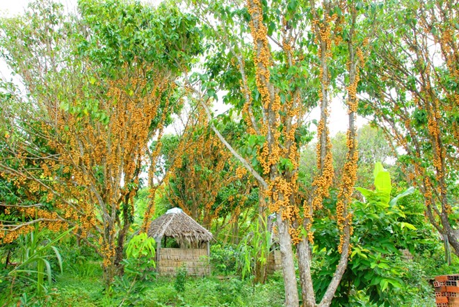 Những vườn d&acirc;u v&agrave;ng rực tr&aacute;i treo từ gốc đến ngọn....