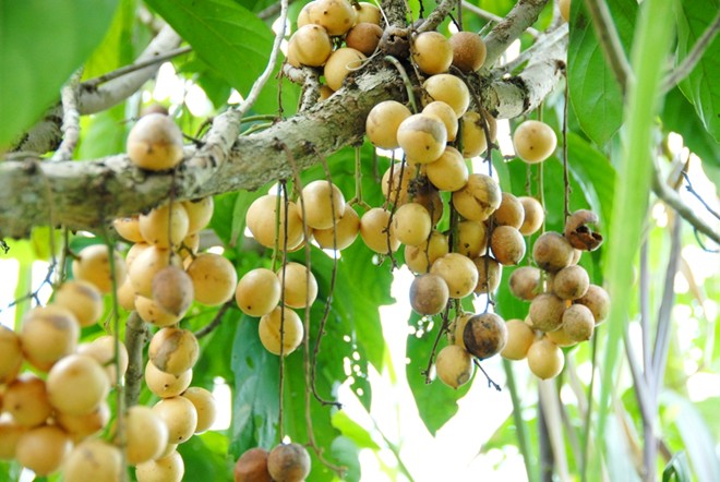N&ocirc;ng d&acirc;n Nguyễn Văn Thơm, huyện Ch&acirc;u Th&agrave;nh A &ndash; Hậu Giang, trồng 4 c&ocirc;ng d&acirc;u b&ograve;n bon, thấy b&aacute;n gi&aacute; thấp n&ecirc;n đ&atilde; đốn cả vườn để chuyển sang trồng c&acirc;y kh&aacute;c.