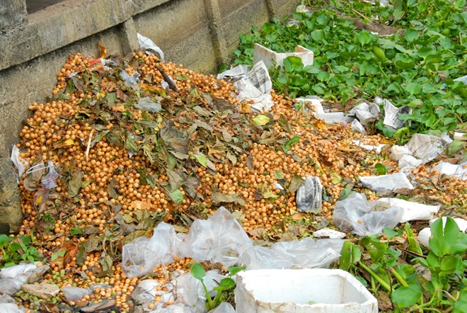 Đại diện vựa tr&aacute;i c&acirc;y S&aacute;u Diễm, ở x&atilde; Mỹ Kh&aacute;nh, huyện Phong Điền &ndash; TP Cần Thơ, cho biết: &ldquo;D&acirc;u năm nay xuống gi&aacute; mạnh do kh&ocirc;ng xuất b&aacute;n qua Campuchia được, ti&ecirc;u thụ nội địa kh&ocirc;ng hết&rdquo;. Nhiều vựa tr&aacute;i c&acirc;y ở Cần Thơ v&agrave; Hậu Giang đ&atilde; lỡ mua của n&ocirc;ng d&acirc;n giờ chấp nhận đổ bỏ.