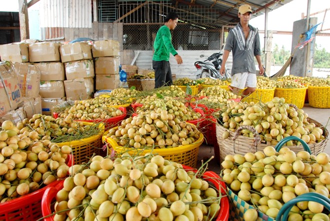 B&igrave;nh qu&acirc;n 1 c&acirc;y d&acirc;u b&ograve;n bon trưởng th&agrave;nh (7 &ndash; 10 năm tuổi) năng suất mỗi vụ đạt từ 300 đến 500 kg. Giới thương l&aacute;i cho biết, mấy năm trước,  kh&aacute;ch h&agrave;ng Campuchia qua tận vườn đặt mua để xuất khẩu, với mức gi&aacute; dao động từ 5.000 đến 10.000 đồng/kg, nhưng năm nay lại kh&ocirc;ng ai hỏi mua.