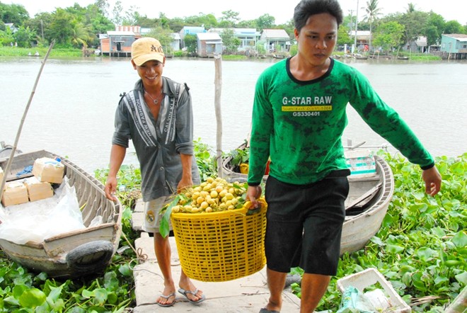 Thương l&aacute;i Trần Ho&agrave;ng Tuấn ở Hậu Giang cho biết trung b&igrave;nh một ng&agrave;y anh thu mua khoảng 40 tấn d&acirc;u c&aacute;c loại để giao lại cho c&aacute;c vựa vớn ở TP HCM v&agrave; miền Bắc, c&ograve;n d&acirc;u b&ograve;n bon kh&ocirc;ng b&aacute;n được n&ecirc;n cũng kh&ocirc;ng thu mua của nh&agrave; vườn.
