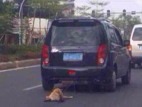 A dog being dragged behind a car