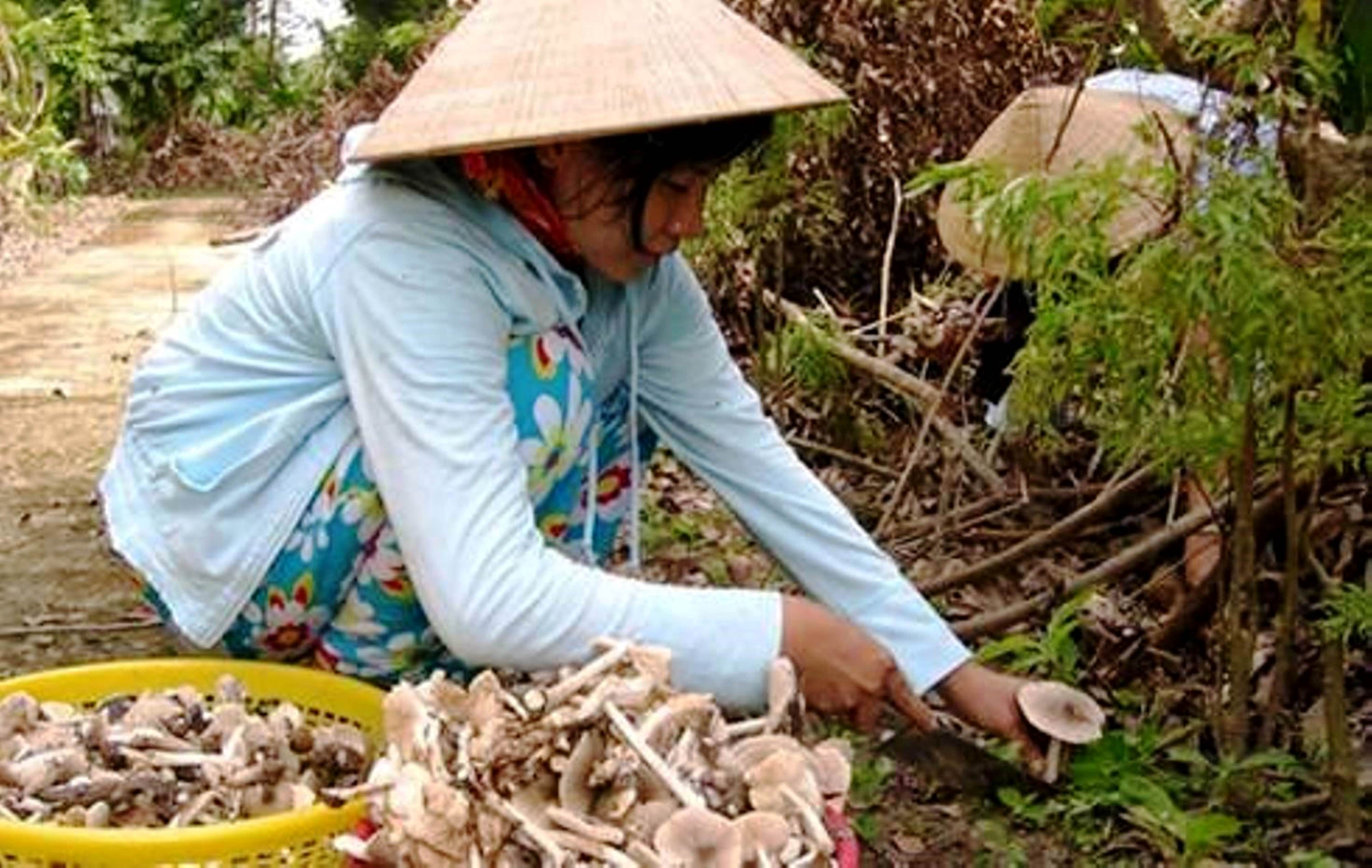 Mẹ con chị Trần Thị Thu Thảo mừng rỡ khi tìm được một khoang nấm ở bìa rừng xã Suối Bạc, huyện Sơn Hòa. Ảnh: Trần Lê Kha