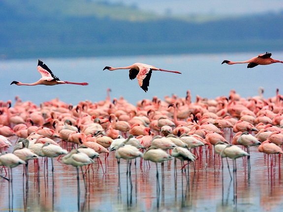Hoang dã Kenya