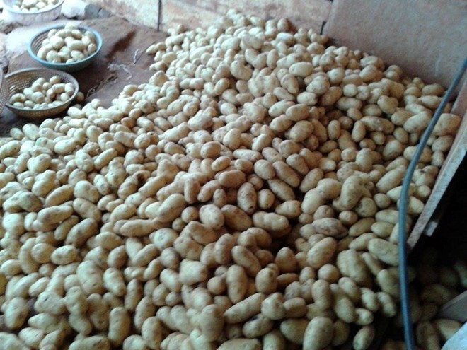 Đây là đống khoai tây Trung Quốc được nhập về chờ nhuộm đất đỏ Đà Lạt để biến thành hàng địa phương.