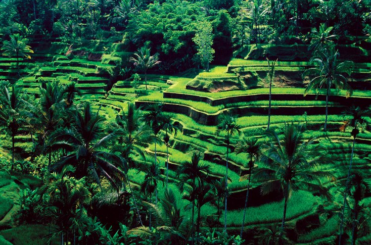 Kh&ocirc;ng gian xanh m&aacute;t một m&agrave;u của những thửa ruộng bậc thang