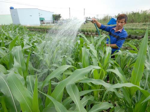 Kiểng bắp của Dương h&uacute;t h&agrave;ng v&igrave; gi&aacute; cả b&igrave;nh d&acirc;n