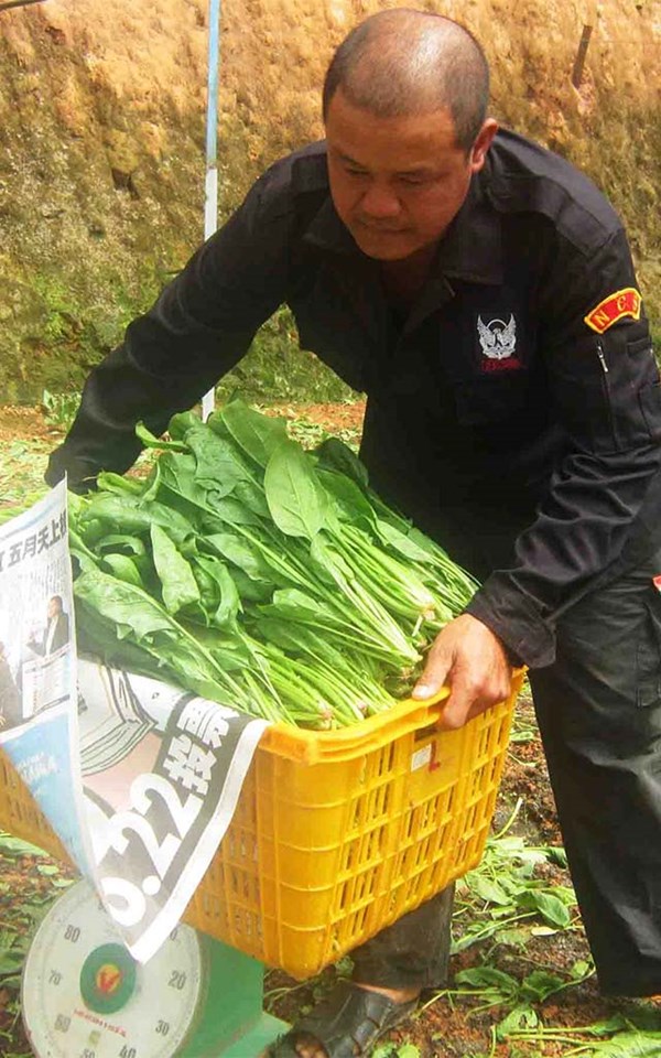 &Ocirc;ng Nguyễn Văn Thi b&ecirc;n n&ocirc;ng trại b&oacute; x&ocirc;i đang cho thu hoạch.