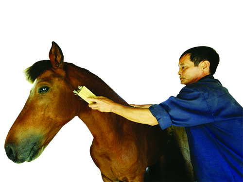 Những thiên thần của Yersin