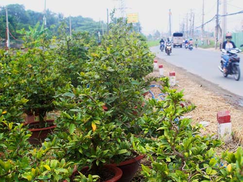 Hoa tết bắt đầu sôi động