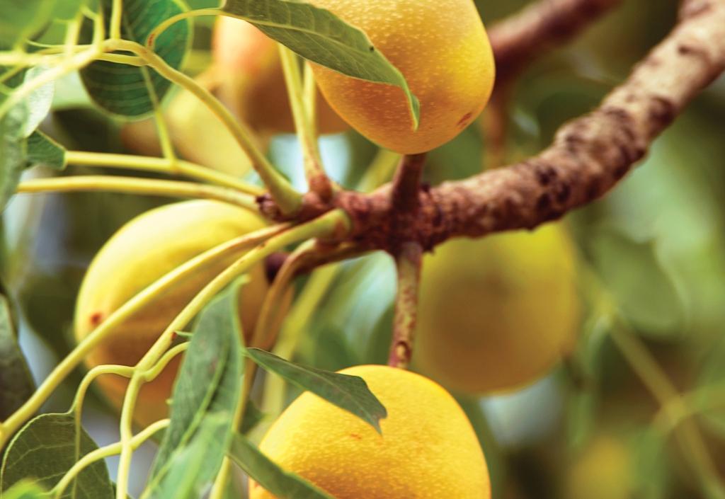 Quả Marula