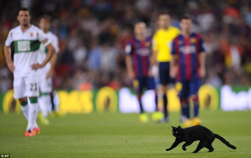 Mèo mun làm loạn Nou Camp