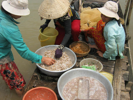 Xôn xao mùa cá mờm trên sông Vàm Nao
