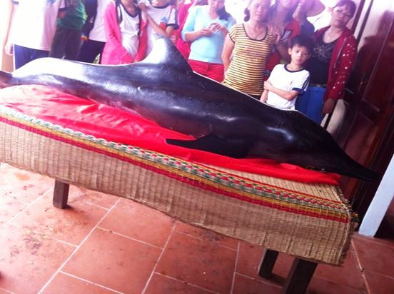 “Ông Kìm” lụy vào bờ biển Nha Trang