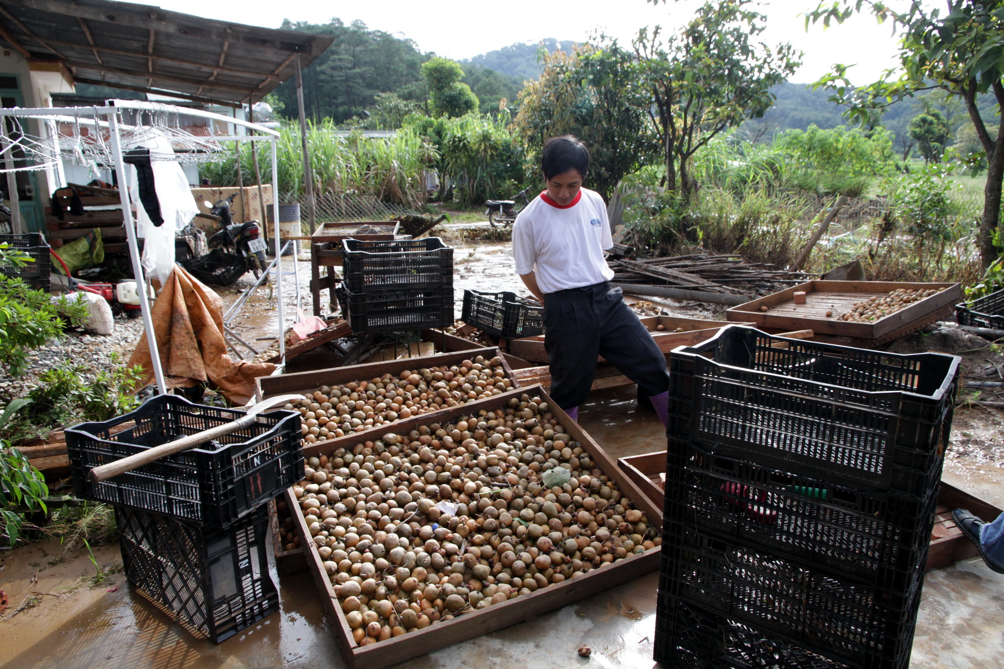 Ông Phạm Văn Nho nhặt nhạnh số khoai tây bị lũ cuốn trôi