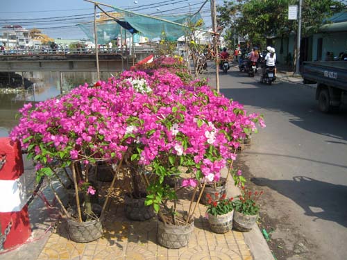 Những chậu b&ocirc;ng giấy đẹp mắt nằm &ldquo;c&ocirc; đơn&rdquo; b&ecirc;n bờ k&egrave;