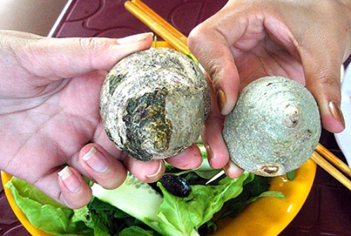 Ốc v&uacute; n&agrave;ng