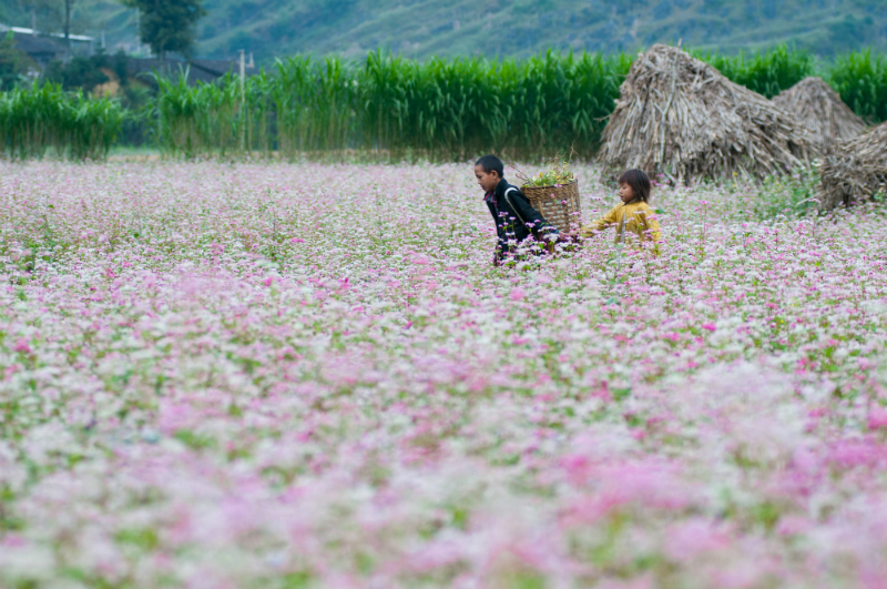 Lên Đồng Văn ngắm thung lũng hoa tháng 10