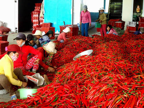 Trung Quốc ngừng mua, giá ớt rớt thê thảm