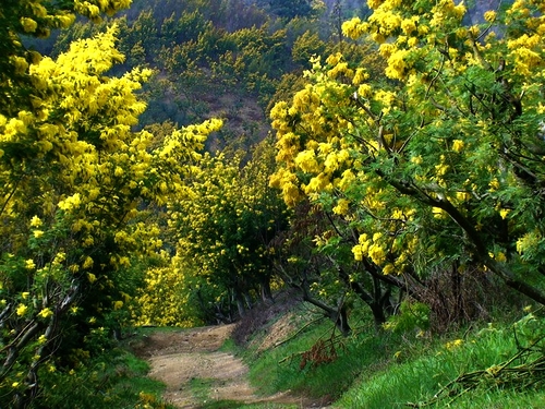 Đường rừng Mimosa tỉnh Alpes Maritimes