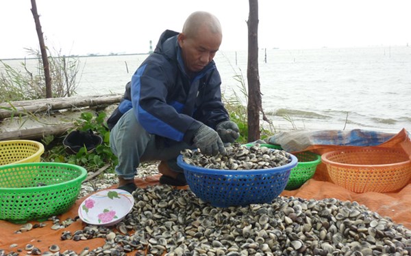 Anh Kiếm đang lựa ngao bán cho khách.