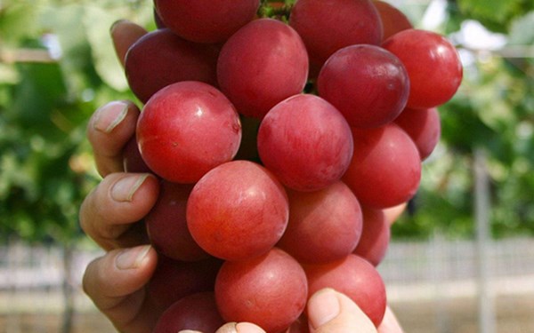 Nho Ruby Roman hấp dẫn thực kh&aacute;ch ở m&agrave;u đỏ mịn, vị ngọt v&agrave; hương thơm quyến rũ