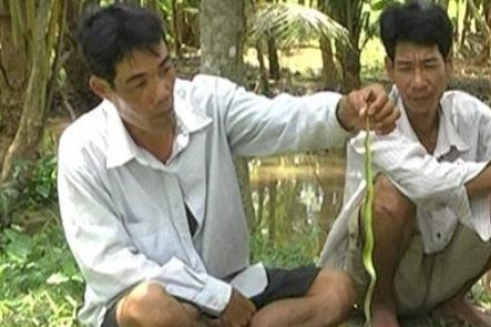 Rắn lục tràn vào khu dân cư