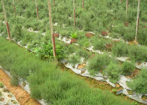 "Bà trùm" của trang trại rau thơm
