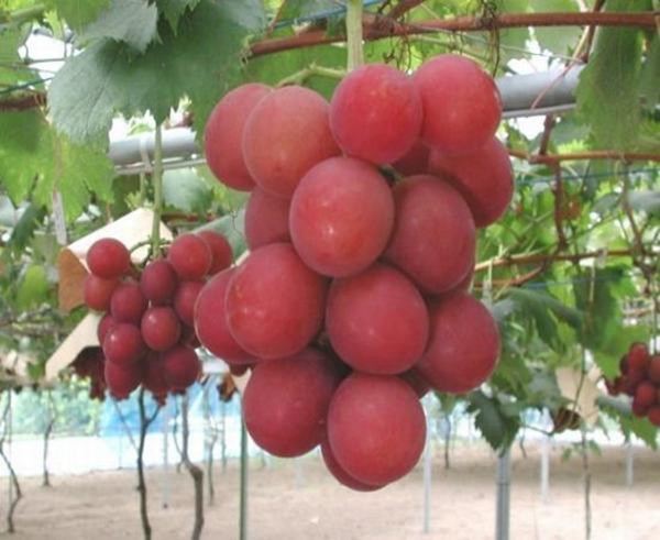 Ch&ugrave;m nho qu&yacute; nặng trĩu tr&ecirc;n c&agrave;nh