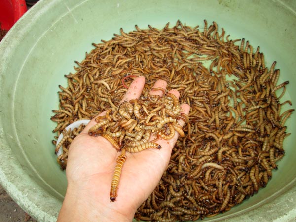 S&acirc;u superworm vẫn đang được b&agrave;y b&aacute;n. Ảnh: NGỌC &Aacute;NH