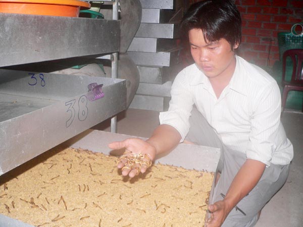 Cấm nuôi sâu gạo: Chỉ mới kiểm tra, nhắc nhở