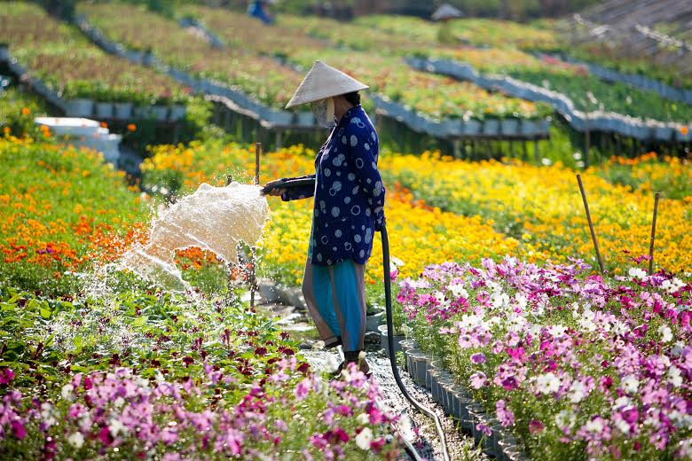 Một góc làng hoa Se Đéc ẢNH: THANH DŨNG