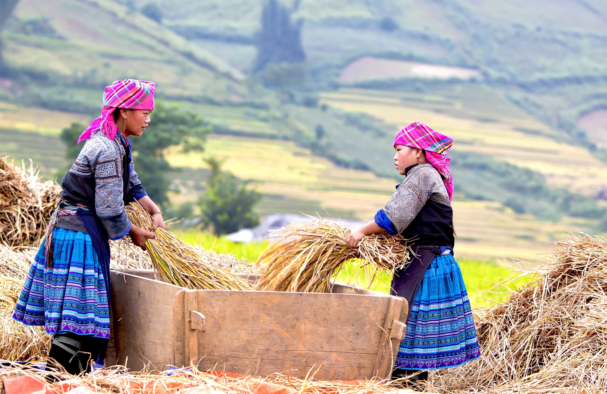 Hà Giang mùa lúa chín