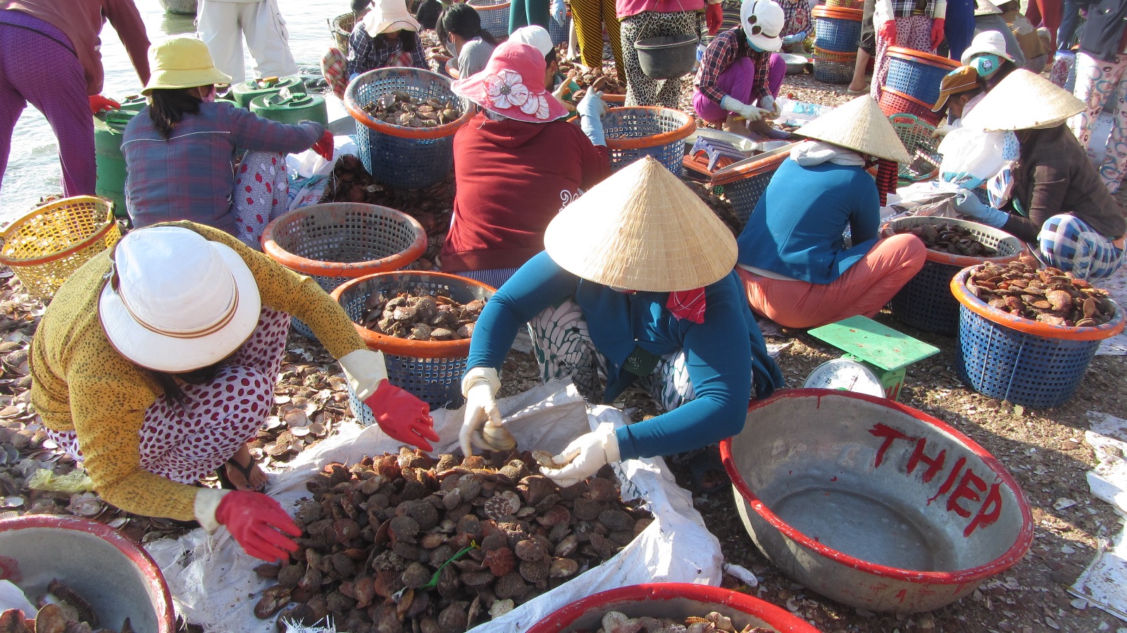 Tiểu thương ph&acirc;n loại s&ograve; ngay tr&ecirc;n b&atilde;i