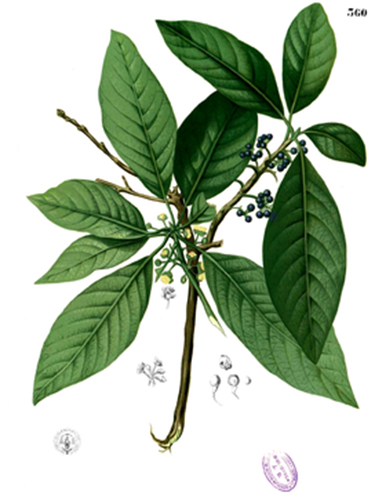 Các bộ phận của cây bời lời đều có tác dụng làm thuốcẢnh: Wikipedia