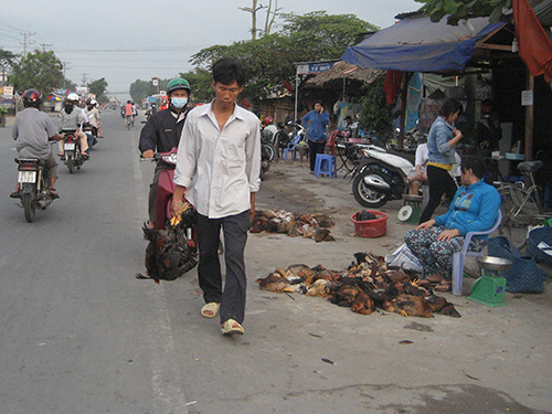 Gà nhiễm cúm lên bàn nhậu