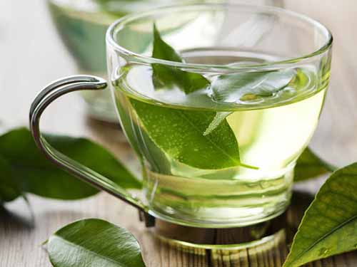 Trà xanh giúp tăng cường trí nhớ