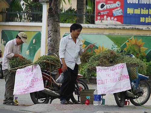 Phát “sốt” với cây nở ngày đất